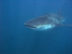 Finally the big shot. by Dray Van Beeck 